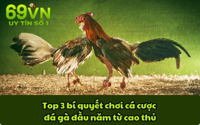 Top 3 bí quyết chơi cá cược đá gà đầu năm từ cao thủ